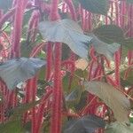 Acalypha hispida 花