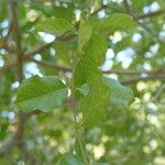 Combretum apiculatum পাতা