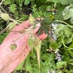 Geranium pratenseFruit