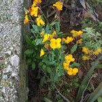 Fourraea alpina Květ