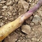 Orobanche rosmarina Blad