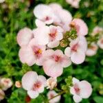 Diascia rigescens Květ