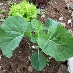 Brassica oleracea 葉