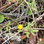 Hypericum canadense