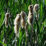 Typha × glauca Fruit