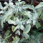 Salvia fruticosa 葉