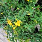 Hypericum × hidcoteense অভ্যাস