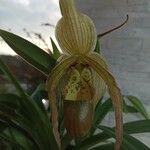 Phragmipedium longifolium Flower