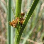 Cladium mariscus Fruit