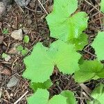 Petasites albusLeaf