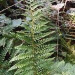 Polystichum setiferum Φύλλο