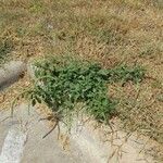 Amaranthus palmeri Habit