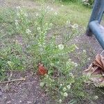 Lepidium virginicum Habit