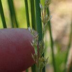 Juncus usitatus Lorea