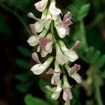 Vicia sylvatica Fleur
