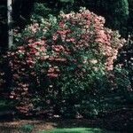 Rhododendron × candelabrum