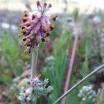 Platycapnos spicata Flor