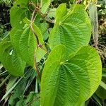 Dioscorea bulbifera Ліст