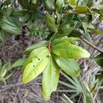 Ochna integerrima Leaf