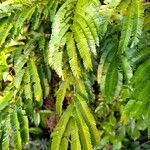 Pentaclethra eetveldeana Leaf