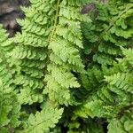 Polystichum setiferum Φύλλο