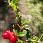 Vaccinium macrocarpon 果實