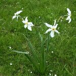 Narcissus poeticus Libunga