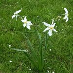 Narcissus poeticus Celota