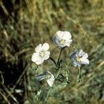 Linum lewisii Hábito