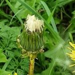 Taraxacum campylodes 果実