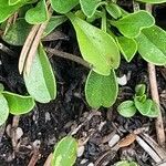 Globularia cordifolia Leaf