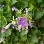 Campanula poscharskyanaÇiçek