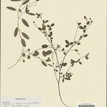 Crotalaria toamasinae Arall