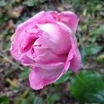 Rosa chinensis Çiçek