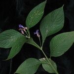 Strobilanthes bracteata 整株植物