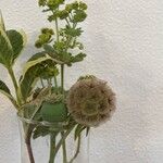 Scabiosa stellata Λουλούδι