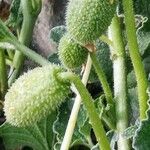 Ecballium elaterium Fruit