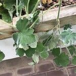 Pelargonium tomentosum Blatt