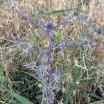 Eryngium creticum ফুল