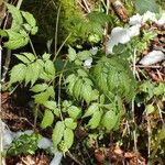 Actaea spicata Elinympäristö