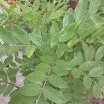 Glycyrrhiza glabra برگ