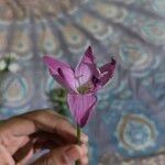 Zephyranthes carinata Květ