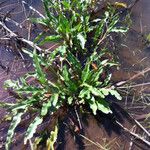 Rumex salicifolius Habit