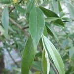 Salix alba برگ