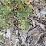 Helianthemum squamatum Hoja