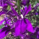 Lobelia × speciosa Kukka