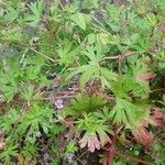 Geranium pusillum Leaf