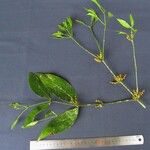 Phoradendron crassifolium Altro
