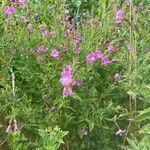 Epilobium hirsutumKwiat