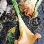 Brugmansia versicolor Flors